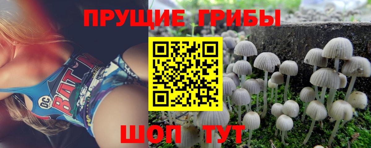 дарнет шоп  Галлюциногенные грибы Psilocybe  Вход с VPN  Славгород 